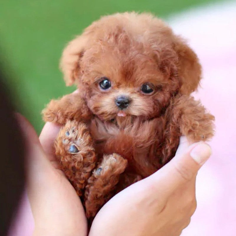 Plush Toy Puppy - Seated Position