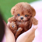 Plush Toy Puppy - Seated Position