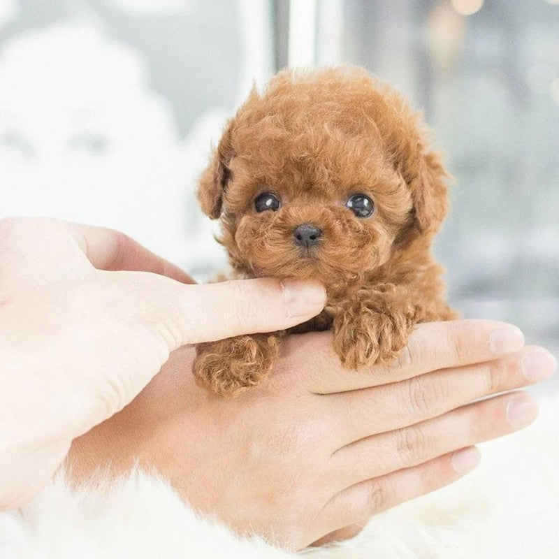 Plush Toy Puppy - Seated Position